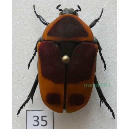 Pachnoda marginata peregrina Kolbe, 1906 ex. ovo Czad35